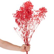 Artikel Trockenblumen Schleierkraut Bund 75 cm Rot 100 g für Dekoration