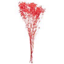 Artikel Trockenblumen Schleierkraut Bund 75 cm Rot 100 g für Dekoration