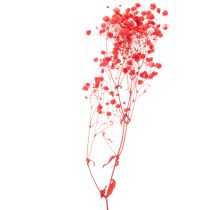 Artikel Trockenblumen Schleierkraut Bund 75 cm Rot 100 g für Dekoration