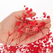 Artikel Trockenblumen Schleierkraut Bund 75 cm Rot 100 g für Dekoration