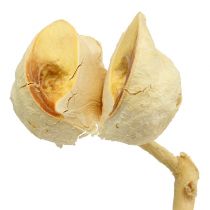 Hakea mittel 5-9 Köpfe pro Zweig gebleicht 25St