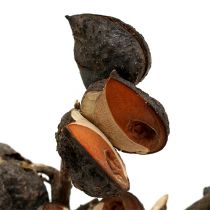 Hakea mittel Natur 5-9 Köpfe pro Zweig 20St