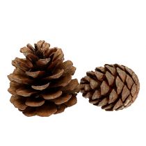 Halepensis Zapfen natur 5kg