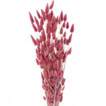 Hasenschwanzgras Lagurus Getrocknet Altrosa 60cm 50g