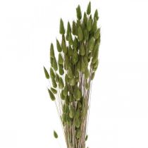 Hasenschwanzgras Lagurus Getrocknet Grün 60cm 50g