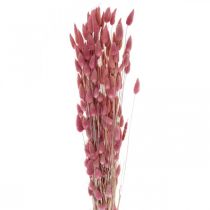 Hasenschwanzgras Lagurus Getrocknet Hellrosa 60cm 50g