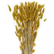 Hasenschwanzgras Lagurus Getrocknet Oliv 60cm 50g