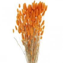 Hasenschwanzgras Lagurus Getrocknet Orange 60cm 50g
