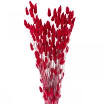 Hasenschwanzgras Lagurus Getrocknet Rot 60cm 50g