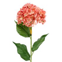 Hortensie Rosa 80cm 1St