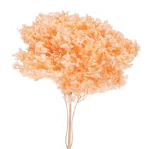 Artikel Getrocknete Hortensien Trockenblumenstrauß 65 cm für Innenbereich