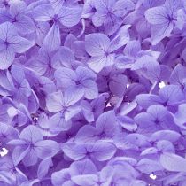 Artikel Trockenblume Hortensie Deko-Stiel 80cm Innenraumgestaltung