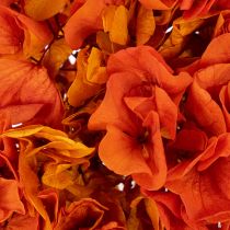 Artikel Konservierte Hortensie Orange, Blüten-Ø 20 cm, Stiellänge 60 cm