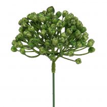 Artikel Hortensienknospenpick 22cm Grün 12 St