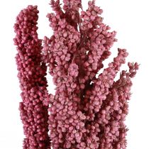 Indian Corn Trockenblumen Indischer Mais Pink 75cm 3St