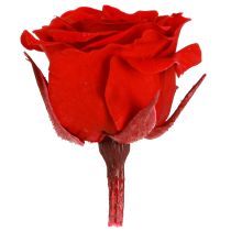 Artikel Infinity Rosen Mini Rosenköpfe Rot Ø3cm Dekoration 16 Stk kaufen
