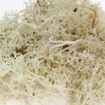 Artikel Moos Islandmoos gebleicht 400g