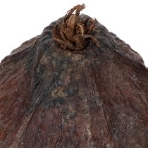 Artikel Kakaofrucht Natur 10-18cm 15St
