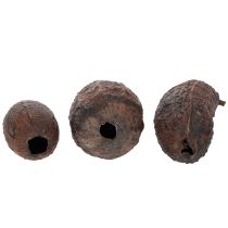 Artikel Kakaofrucht Natur 10-18cm 15St