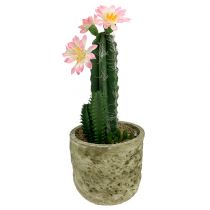 Kaktus im Topf mit Blüte Rosa H 21cm