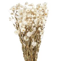 Artikel Weiße Kamille Trockenblumen Deko Bund 65cm 50g für Floristen