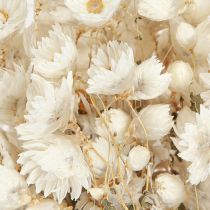 Artikel Weiße Kamille Trockenblumen Deko Bund 65cm 50g für Floristen
