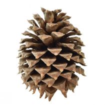 Artikel Kiefernzapfen Coulter Kiefer Natur Ø13cm H18cm 1 St