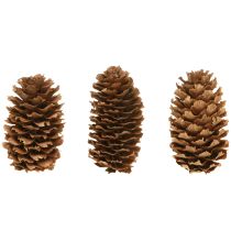 Artikel Kleine natürliche Hemlockzapfen 3-4 cm – 100 g dekorative Zapfen für Advent & DIY