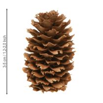 Artikel Kleine natürliche Hemlockzapfen 3-4 cm – 100 g dekorative Zapfen für Advent & DIY