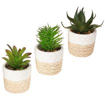 Artikel Künstliche Sukkulenten im Keramik Topf 12,5cm 3St - Authentische Deko für Floristen & Blumengeschäfte