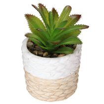Artikel Künstliche Sukkulenten im Keramik Topf 12,5cm 3St - Authentische Deko für Floristen & Blumengeschäfte
