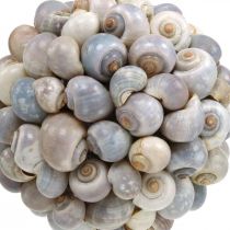 Artikel Dekokugel Seeschnecken Muschelkugel Naturdeko maritim Ø19cm