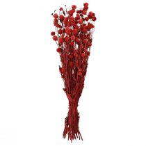 Artikel Kugelamarant Gomphrena Globosa Dunkelrot Dekoblumen 45cm 100g