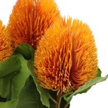 Kunstblumen, Banksia, Proteaceae Orange L58cm H6cm 3St
