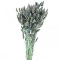Lagurus Getrocknet Hasenschwanzgras Blaugrün 65-70cm 100g