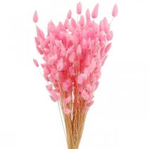 Lagurus Getrocknet Hasenschwanzgras Pink 65-70cm 100g