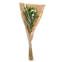 Artikel Lagurus Trockengras Hasenschwanzgras 65-70 cm für Trockenarrangements