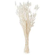 Artikel Trockenblumen Lagurus Cremeweiß – Flauschiges Hasenschwanzgras für elegante Deko 55-70cm 100g