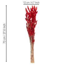 Artikel Lagurus getrocknet rot 70 cm 100 g Trockenblumen-Bund
