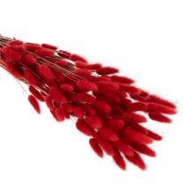 Artikel Lagurus getrocknet rot 70 cm 100 g Trockenblumen-Bund