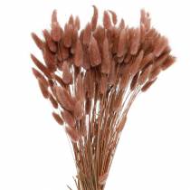 Trockenfloristik Hasenschwanz-Gras Lagurus Rotbraun 100g