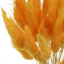 Artikel Lagurus Gelb, Samtgras, Hasenschwanz-Gras L20-50cm 25g