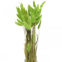 Samtgras Grün, Lagurus, Trockendeko, getrocknetes Süßgras L18-50cm 25g