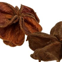 Artikel Landlotus Natur 50 St