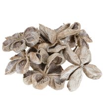 Artikel Landlotus Weiß gewaschen 6-12cm 50St