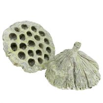 Artikel Lotos Kolben Mix Grün gewaschen Ø6cm - 10cm 50 St