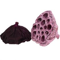 Lotos Mix Rosa, Erika Ø6cm - Ø10cm 50St