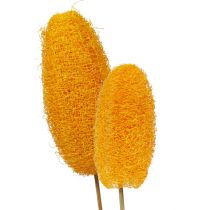 Artikel Luffa groß am Stiel Goldgelb 25 St