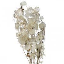 Lunaria Trockenblumen Mondviole Silberblatt getrocknet 60-80cm 30g
