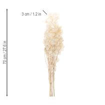 Artikel Lunaria Trockenblumen Mondviole Silberblatt getrocknet 60-80cm 30g